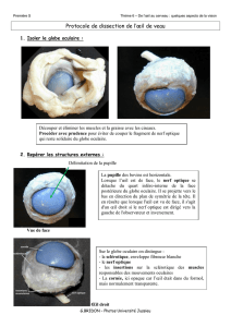 Protocole de dissection de l`œil de veau