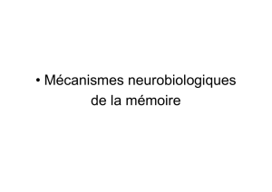 • Mécanismes neurobiologiques de la mémoire