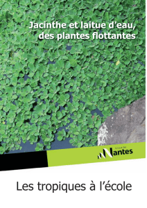 Jacinthe et laitue d`eau, des plantes flottantes