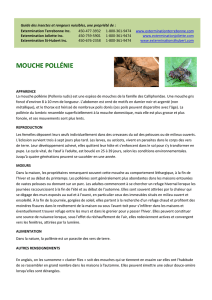 mouche pollénie - Extermination Terrebonne inc.