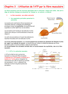Chapitre 3 : Utilisation de l`ATP par la fibre musculaire