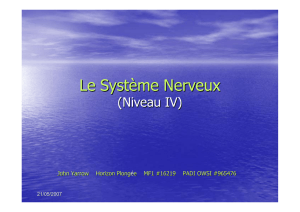 System Nerveux