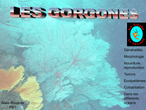 gorgone orange