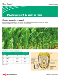 Développement du grain de maïs