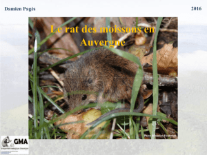 Le rat des moissons en Auvergne