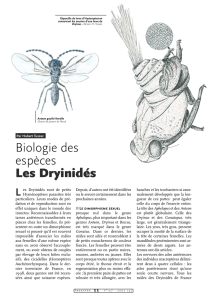 Les Dryinidés / Insectes n° 127