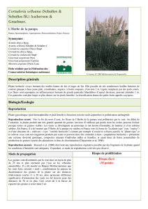Cortaderia selloana - Fédération des Conservatoires botaniques
