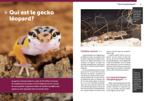 Qui est le gecko léopard ?