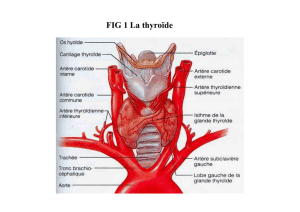 FIG 2 :Structure de la glande thyroïde