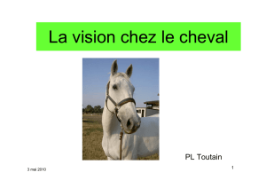 La vision du cheval