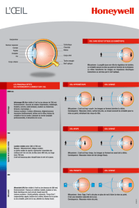 Conjonctive Humeur aqueuse Cornée Pupille Cristallin Iris Corps