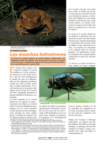 Les mouches bufonivores / Insectes n° 157