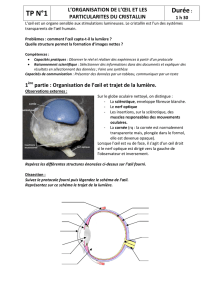 TP 1 dissection oeil - cristallin