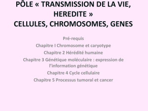 cellules, chromosomes, genes