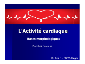 Activité cardiaque : bases morphologiques (planches cours)