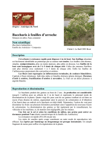 Baccharis à feuilles d`arroche - Conservatoire botanique national de