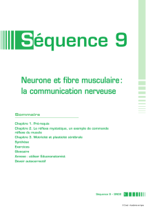 Neurone et fibre musculaire : la communication