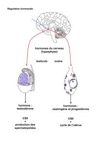 hormones du cerveau (hypophyse) testicule ovaire hormone