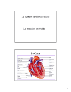Le system cardiovasculaire La pression artérielle Le