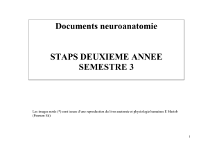 Documents neuroanatomie STAPS DEUXIEME ANNEE