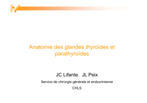 Anatomie des glandes thyroïdes et parathyroïdes