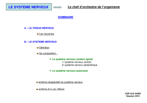 le systeme nerveux - Sports pour Tous Ouest