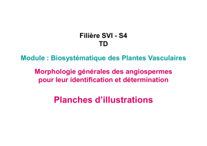 TD S4 floristique 2017