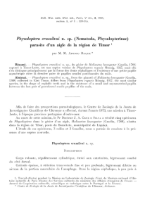 Physaloptera cruzsilvai n. sp. (Nematoda