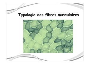 Typologie des fibres musculaires