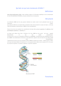 Qu`estce qu`une molecule d`ADN ? Définition Structure Fonctions
