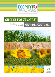 guide de l`observateur grandes cultures