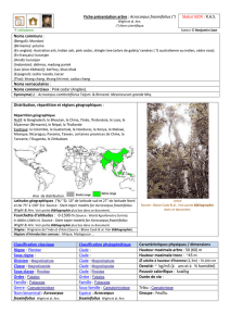 Fiche présentation arbre : Acrocarpus fraxinifolius