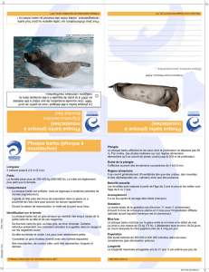 Imprimer cette fiche - Réseau d`observation de mammifères marins