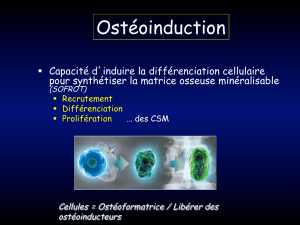 Ostéoinduction - Mary - 15-09