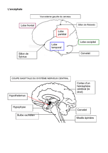 L`encéphale Cortex d`un hémisphère cérébral (le droit) Cervelet