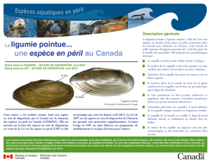 La ligumie pointue... une espèce en péril au Canada