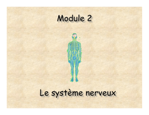 Module 2 Le système nerveux