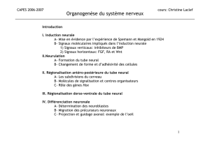 Organogenèse du système nerveux