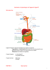 Anatomie et physiologie de l`appareil digestif Introduction PARTIE 1