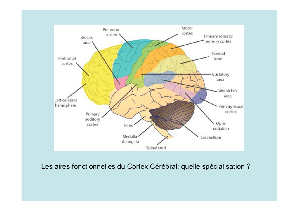 Les Aires Fonctionnelles Du Cortex C r bral Quelle Sp cialisation Les Aires Fonctionnelles Du Cortex C r bral Quelle Sp cialisation