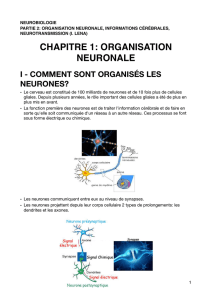 CHAPITRE 1: ORGANISATION NEURONALE