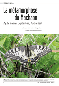 GRAF F., 2012, La métamorphose du Machaon - Bourgogne