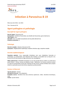 Infection à Parvovirus B 19