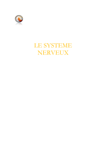 le systeme nerveux - Univ