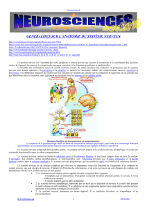 generalites sur l`anatomie du syst&egrave;me nerveux - Neur-one