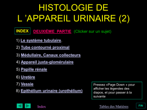 histologie de l `appareil urinaire (2)