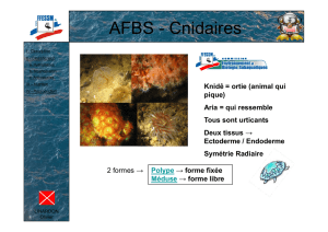 AFBS - Les Cnidaire--07-06-08