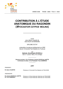 Contribution à l`étude anatomique du ragondin (Myocastor