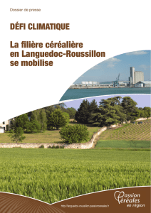 La filière céréalière en Languedoc-Roussillon