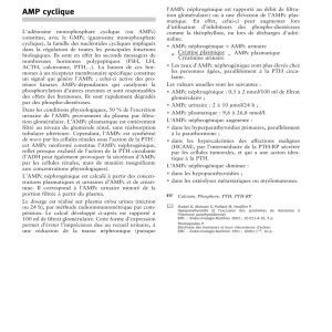 AMP cyclique